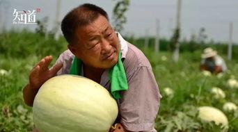 威县吃瓜事件,一场网络热议背后的真相与反思