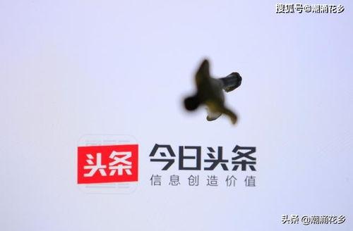 头条怎么发多次通知,头条操作指南揭秘