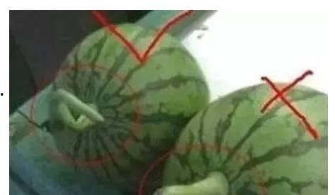 吃米瓜会有什么危害,了解吃米瓜可能带来的危害