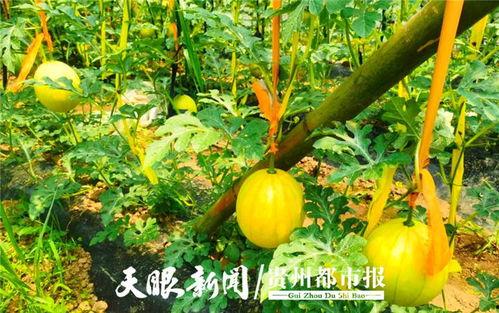 贵阳中专吃瓜,吃瓜群众围观校园趣事