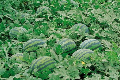 吃瓜中北学院,吃瓜群众眼中的校园风云