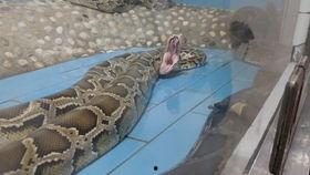 网红蟒,网络红人的生态传奇