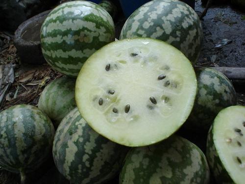 巨无霸大瓜咋吃,巨无霸大瓜的多样吃法揭秘